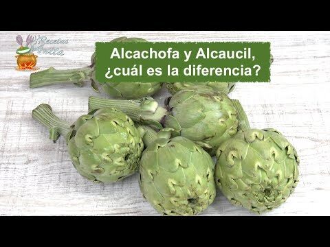 Alcachofa y alcaucil: ¿Son lo mismo?